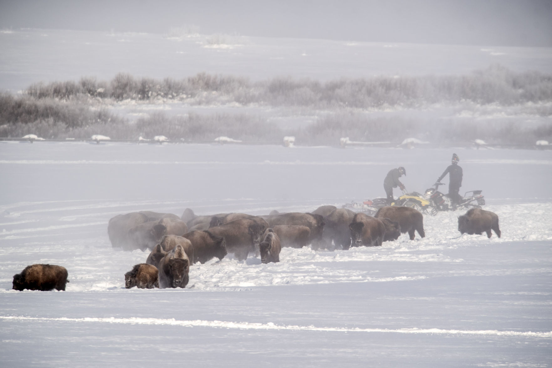 Bison drive in Grand Teton National Park